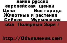 лайка русско-европейская (щенки) › Цена ­ 5 000 - Все города Животные и растения » Собаки   . Мурманская обл.,Полярные Зори г.